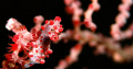   Kiss ...Pygmy Seahorse Pygmy  